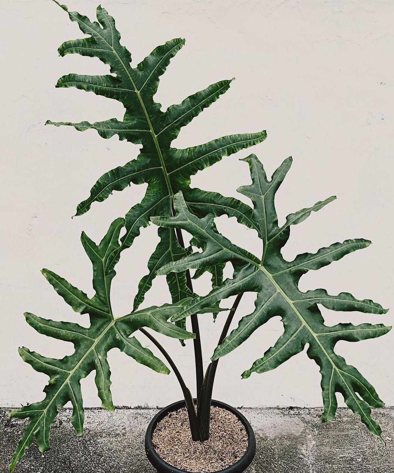 Alocasia portei